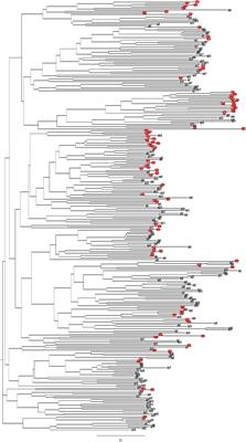 Striking Similarities Between Botrytis cinerea From Non-agricultural and From Agricultural Habitats